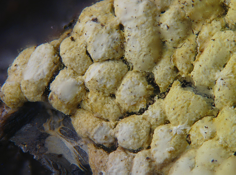 Physarum conglomeratum